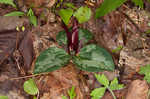 Decumbent trillium